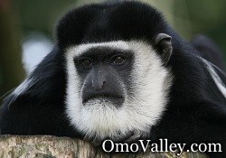 The Colobus Monkey in Kenya